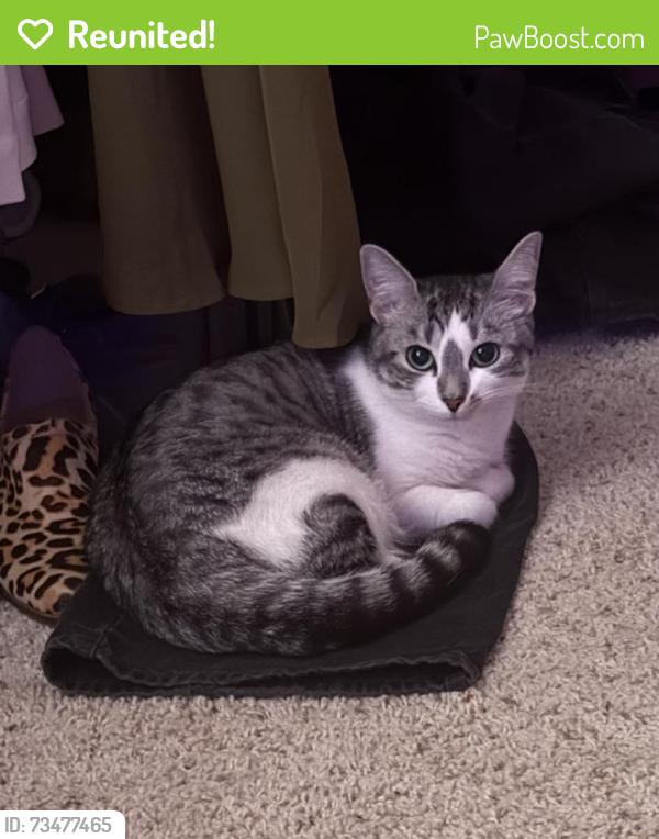 Reunited Female Cat last seen Candlewood drive and Banff way, Cathedral City, CA 92234