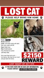 Reunited Male Cat last seen Flint high school, Oakton, VA 22124