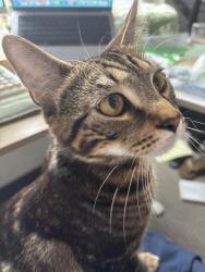 Reunited Female Cat last seen Near North 27th Street, Tacoma, WA, USA, Tacoma, WA 98407