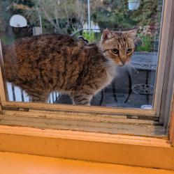 Found/Stray Male Cat last seen Elm Avenue and Monroe Street on the River Raisin, Monroe, MI 48162