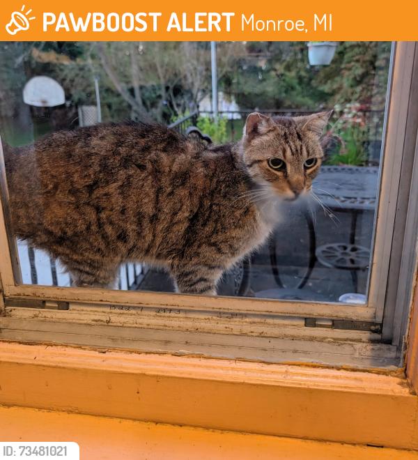 Found/Stray Male Cat last seen Elm Avenue and Monroe Street on the River Raisin, Monroe, MI 48162