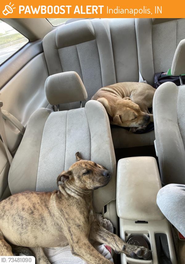 Found/Stray Female Dog last seen Found eating trash by the guard rails, Indianapolis, IN 46222