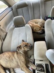 Found/Stray Female Dog last seen Found eating trash by the guard rails, Indianapolis, IN 46222