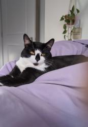 Lost Male Cat last seen Nature dr, sage brush dr, East Hants, NS B0N 1Z0