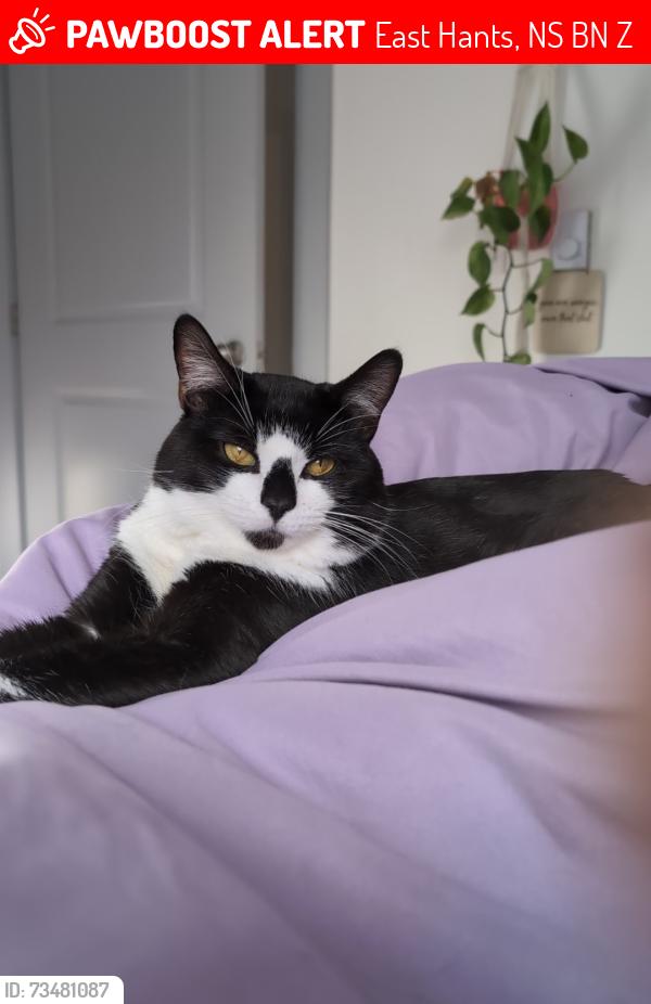 Lost Male Cat last seen Nature dr, sage brush dr, East Hants, NS B0N 1Z0