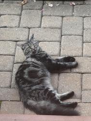 Found/Stray Unknown Cat last seen Near Castlewood Rd, Charlotte, NC 28209