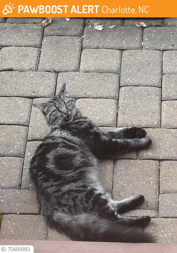 Found/Stray Unknown Cat last seen Near Castlewood Rd, Charlotte, NC 28209