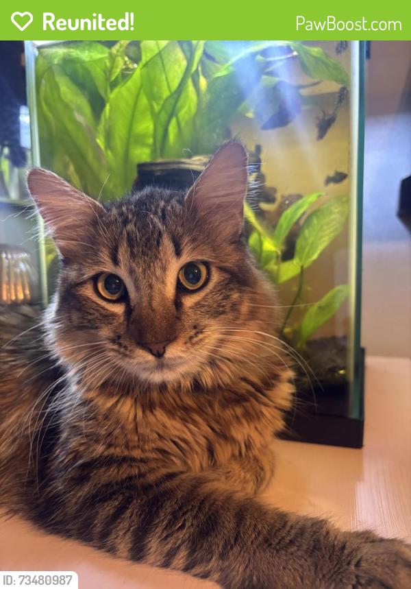 Reunited Male Cat last seen Westmoreland and Ledbetter, Dallas, TX 75233