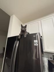 Lost Male Cat last seen Americana and greenbrier, Palm Bay, FL 32907
