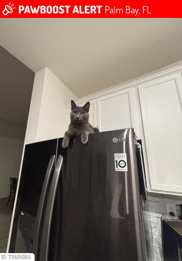 Lost Male Cat last seen Americana and greenbrier, Palm Bay, FL 32907