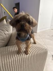 Reunited Male Dog last seen Route 64 and rye road, Bradenton, FL 34212