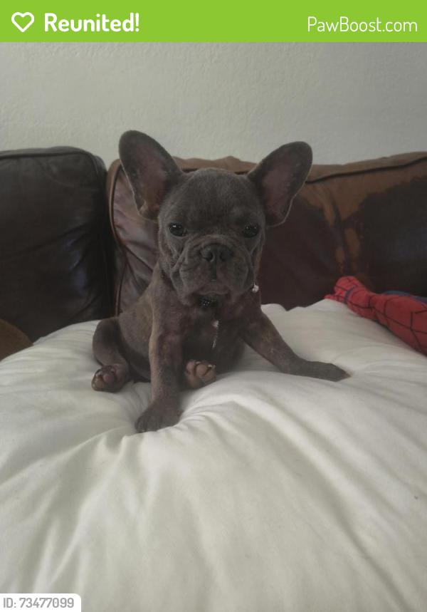 Reunited Male Dog last seen 49th Street and 43th terrace, Fort Lauderdale, FL 33314