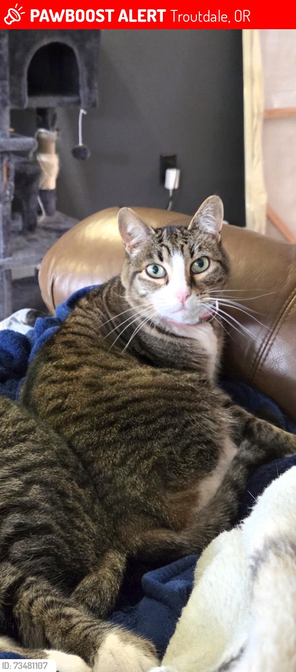 Lost Female Cat last seen Sandee Palisades Park, Troutdale, OR 97060
