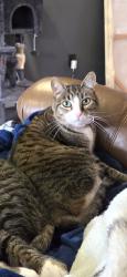 Lost Female Cat last seen Sandee Palisades Park, Troutdale, OR 97060