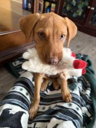 Reunited Female Dog last seen Alafaya and East Colonial, Alafaya, FL 32828
