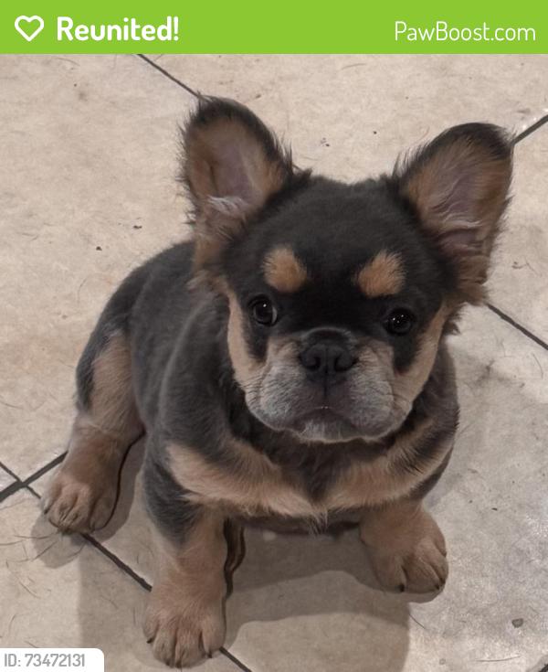 Reunited Female Dog last seen Spencer Rd. Archdale, Randolph County, NC 27263