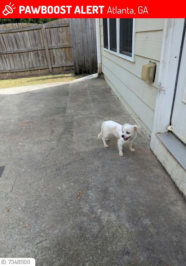 Lost Female Dog last seen Near Gentrys walk, Atlanta, GA 30341
