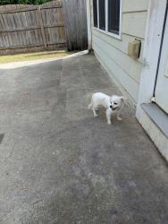 Lost Female Dog last seen Near Gentrys walk, Atlanta, GA 30341