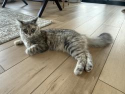 Lost Female Cat last seen W loop, Camarillo, CA 93010