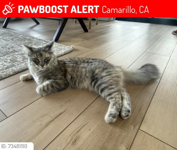Lost Female Cat last seen W loop, Camarillo, CA 93010