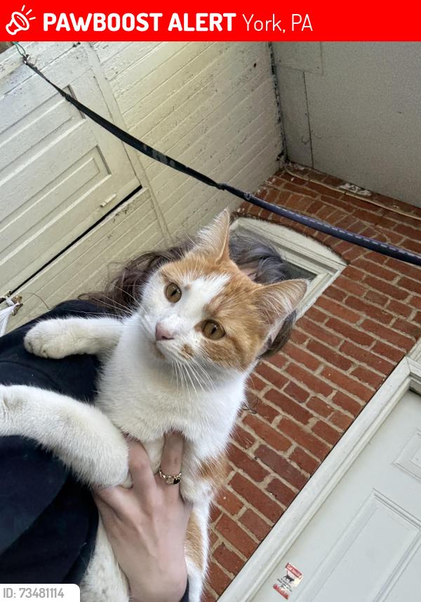 Lost Male Cat last seen Nanu chicken, York, PA 17401