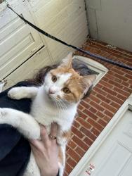 Lost Male Cat last seen Nanu chicken, York, PA 17401