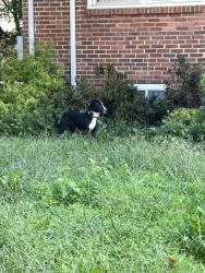Found/Stray Female Dog last seen Queensbury rd., Hyattsville, MD 20781