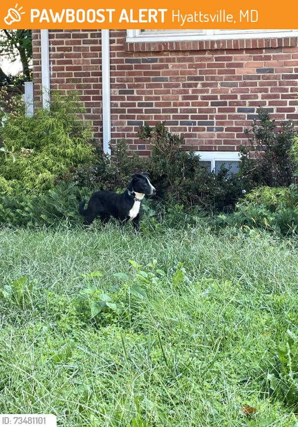 Found/Stray Female Dog last seen Queensbury rd., Hyattsville, MD 20781