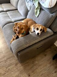 Reunited Female Dog last seen Rexford at waterford lakes apmts, Alafaya, FL 32828