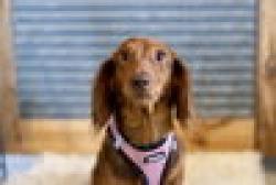 Lost Male Dog last seen Near Evergreen Cir N, Dayton, MN 55327 Dayton, MN 55327, Dayton, MN 55327