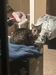 Found/Stray Female Cat last seen Vance street, Reidsville, NC 27320