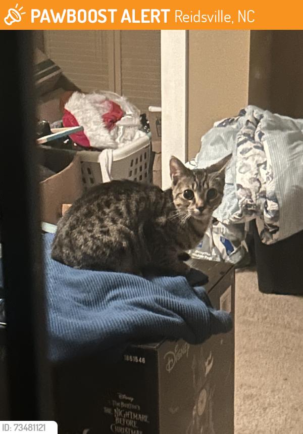 Found/Stray Female Cat last seen Vance street, Reidsville, NC 27320