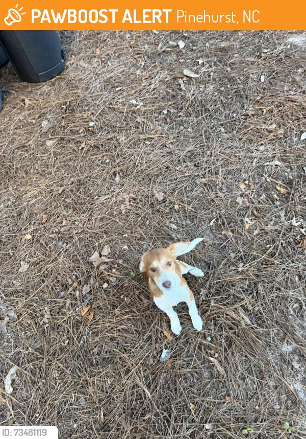 Surrendered Female Dog last seen Devon Drive and Pinewild Drive, Pinehurst, NC 28374