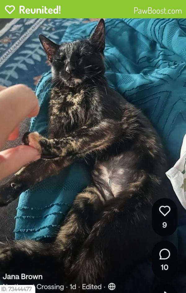 Reunited Female Cat last seen Laurel Grove & Wilder, San Antonio, TX 78250