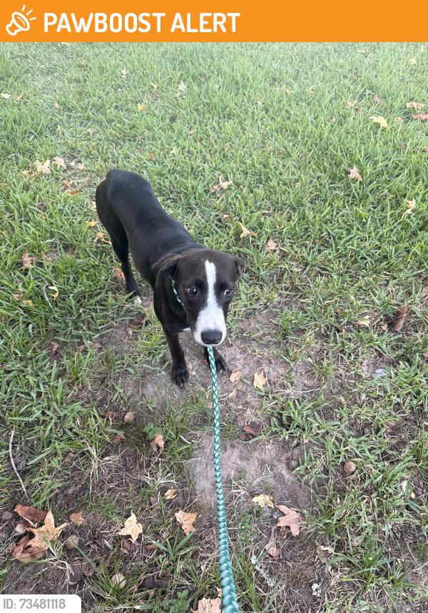 Found/Stray Male Dog last seen Access road between Mavera and Summerset ests, Montgomery County, TX 77302