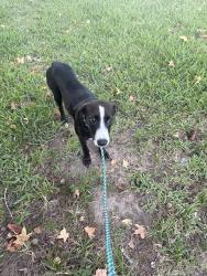 Found/Stray Male Dog last seen Access road between Mavera and Summerset ests, Montgomery County, TX 77302