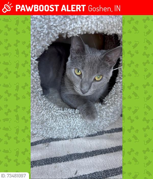 Lost Male Cat last seen CR 111 between CR 36 and 32. Just down the street from Shirk's Produce Store, Goshen, IN 46526