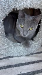 Lost Male Cat last seen CR 111 between CR 36 and 32. Just down the street from Shirk's Produce Store, Goshen, IN 46526