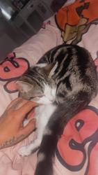 Lost Female Cat last seen Marfleet lane, Kingston upon Hull, England 