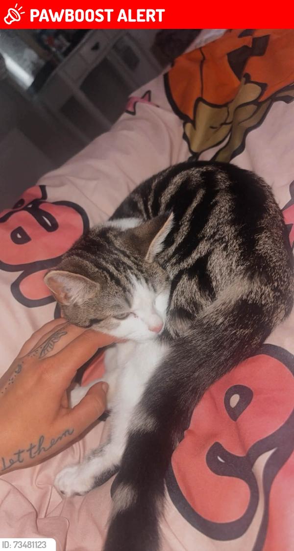 Lost Female Cat last seen Marfleet lane, Kingston upon Hull, England 