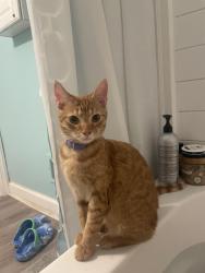 Reunited Male Cat last seen Piedmont Park, Greenville, SC 29609