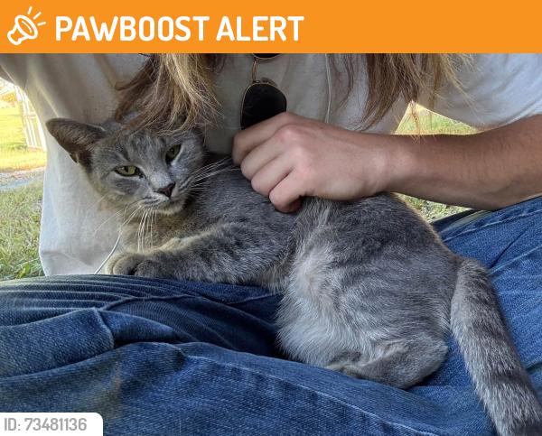Found/Stray Female Cat last seen center street, Davidson County, NC 27295