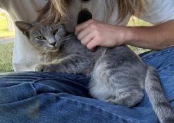 Found/Stray Female Cat last seen center street, Davidson County, NC 27295