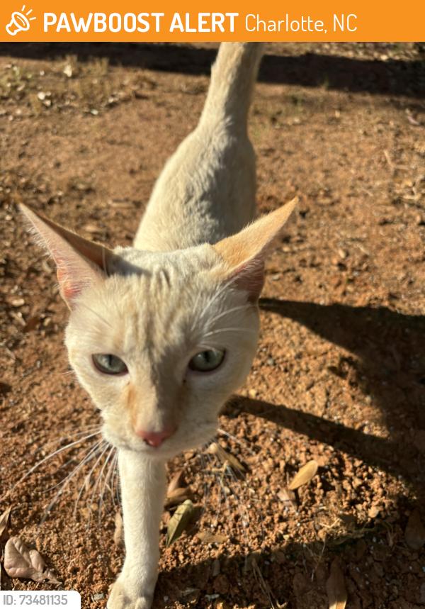 Found/Stray Male Cat last seen Idelbrook off of Idlewild, Charlotte, NC 28212