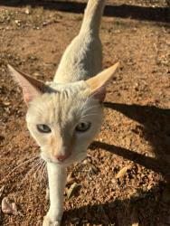 Found/Stray Male Cat last seen Idelbrook off of Idlewild, Charlotte, NC 28212