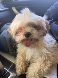 Reunited Female Dog last seen Margaret st, gotzian st, Saint Paul, MN 55106