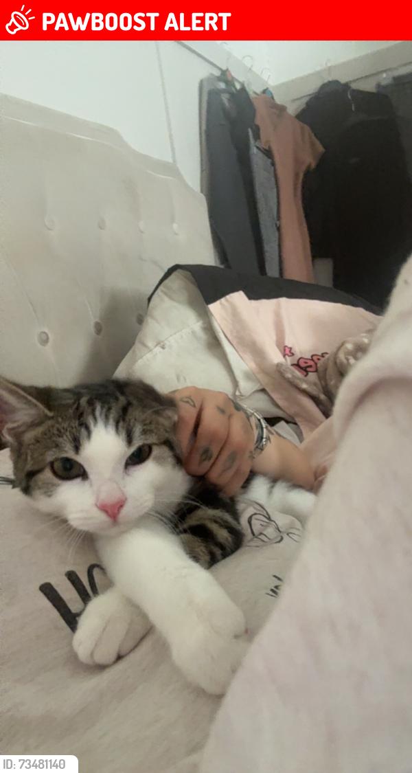 Lost Female Cat last seen Marfleet lane hull, Kingston upon Hull, England 