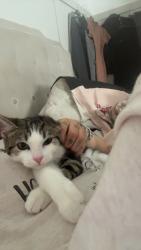 Lost Female Cat last seen Marfleet lane hull, Kingston upon Hull, England 