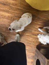 Reunited Male Dog last seen Near S Polk St DeSoto, TX 75115 United States, DeSoto, TX 75115