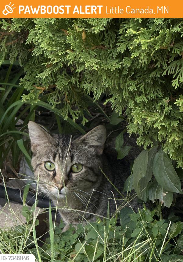 Found/Stray Unknown Cat last seen County road C and Sylvan Street, Little Canada, MN 55117